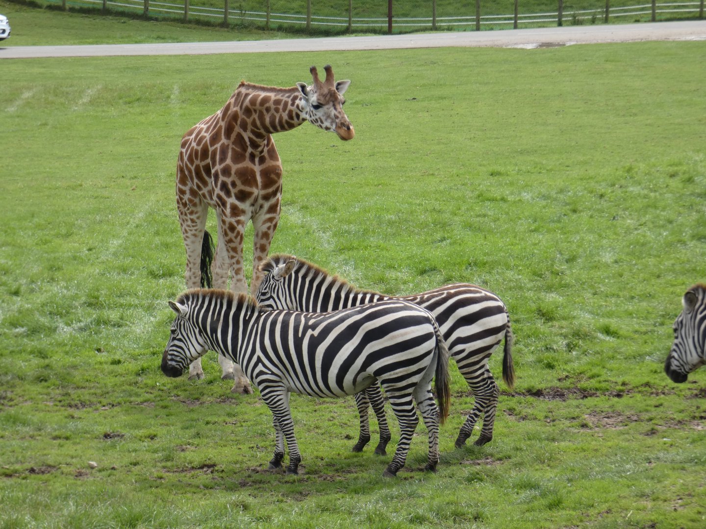 Giraffe and Zebra