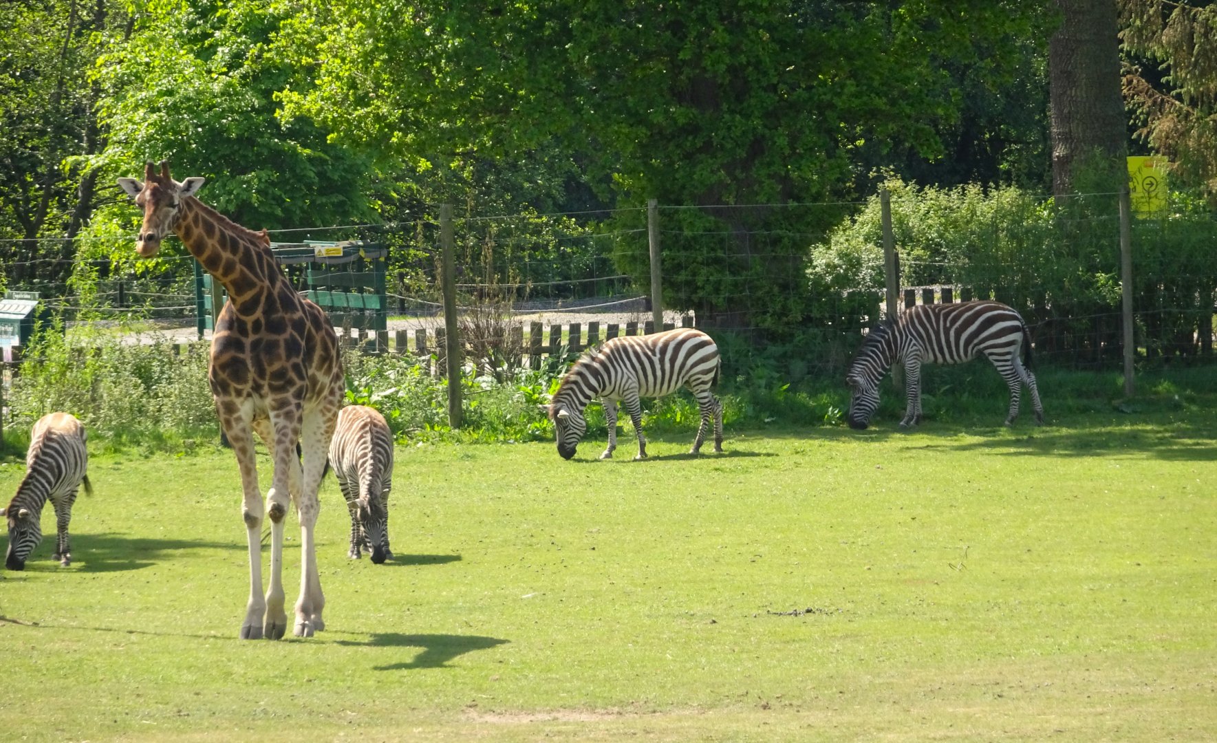 Giraffe and Zebras 20 May 2025