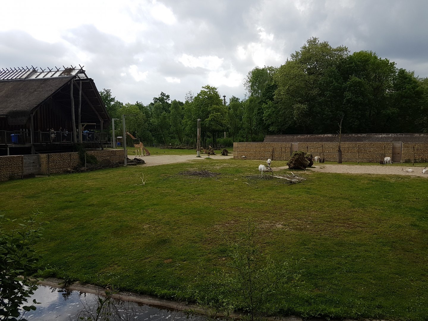 Giraffe - antilope enclosure