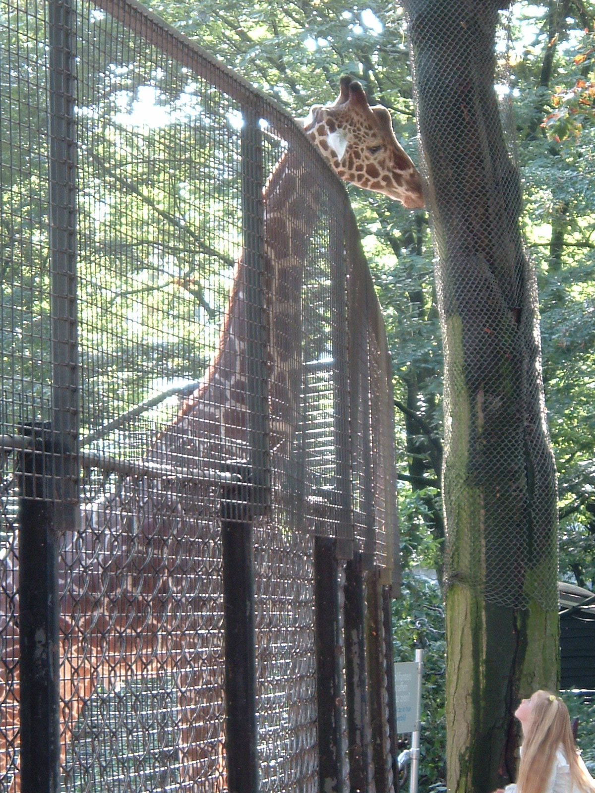 Giraffe at Artis Zoo Jan 2006