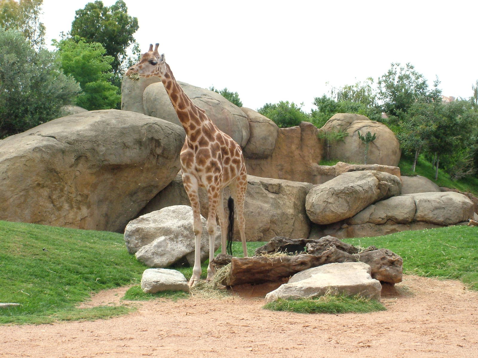 Giraffe at Bioparc Valencia, 28/05/11