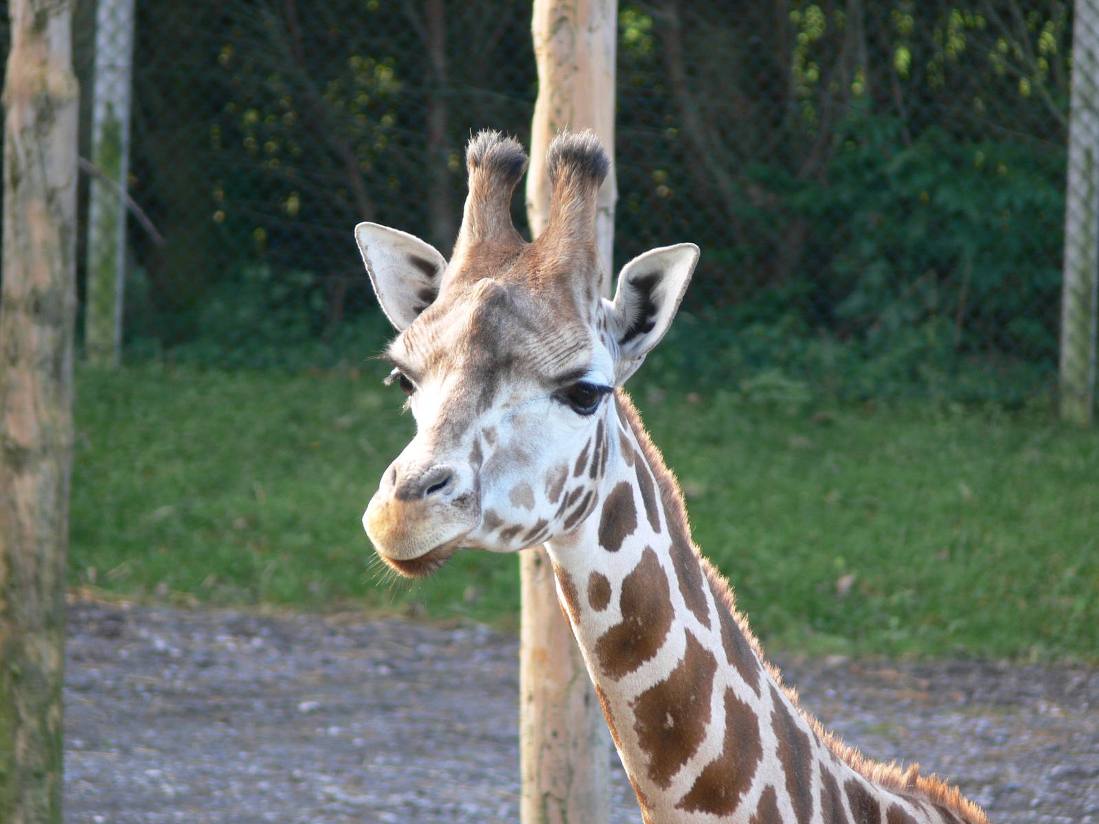 Giraffe at Blackpool Zoo 06/10/12