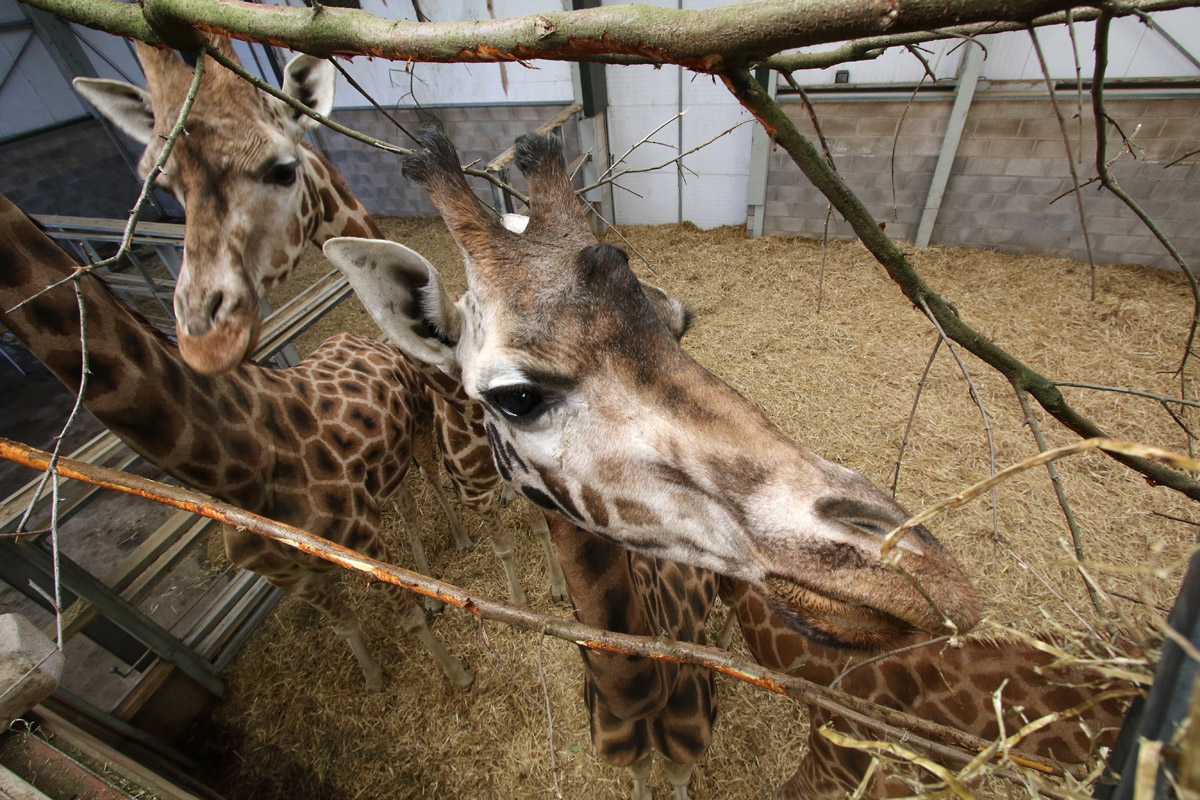 Giraffe at Blackpool Zoo 15th Feb 2018