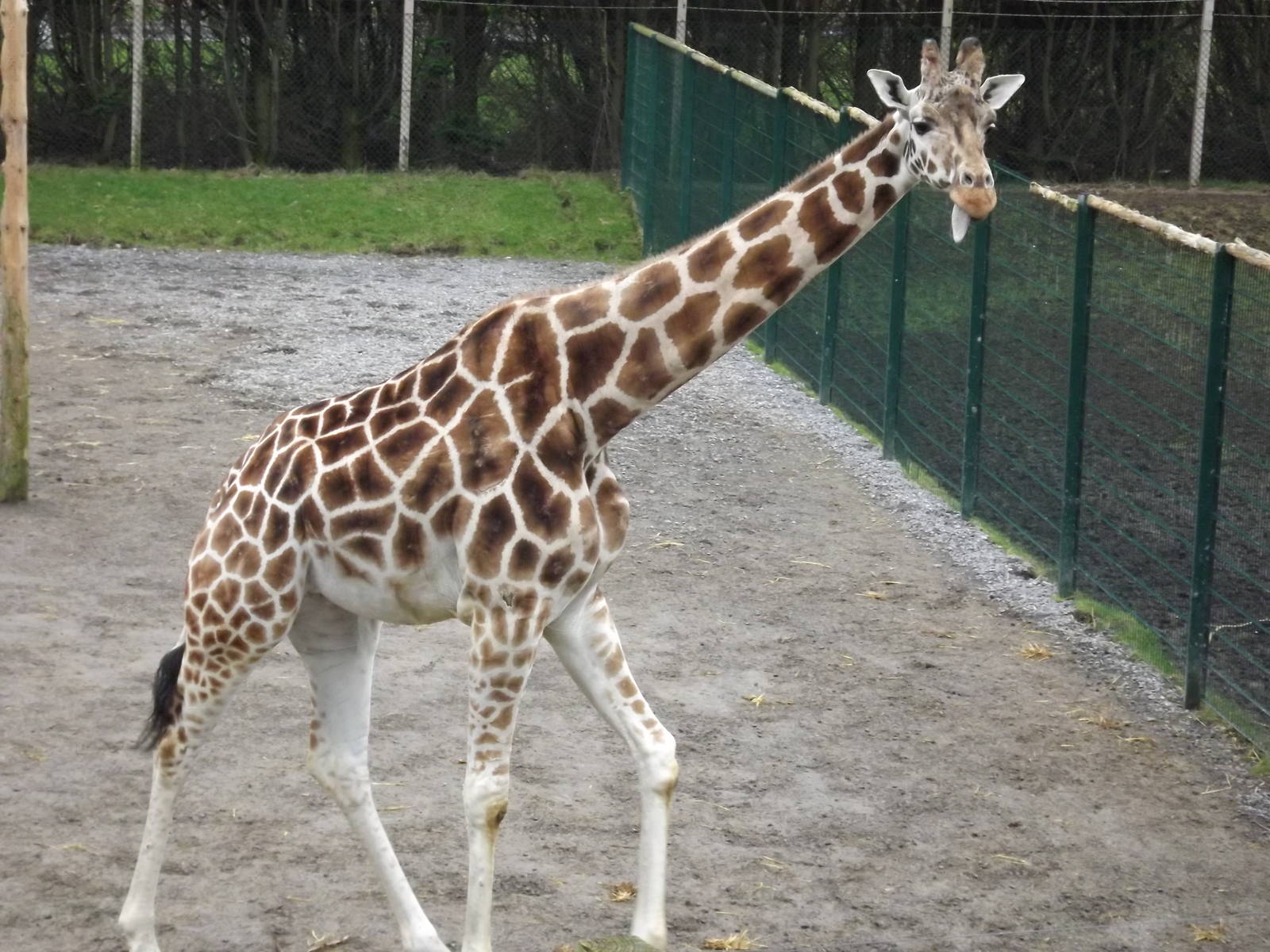 Giraffe at Blackpool Zoo 26/02/12