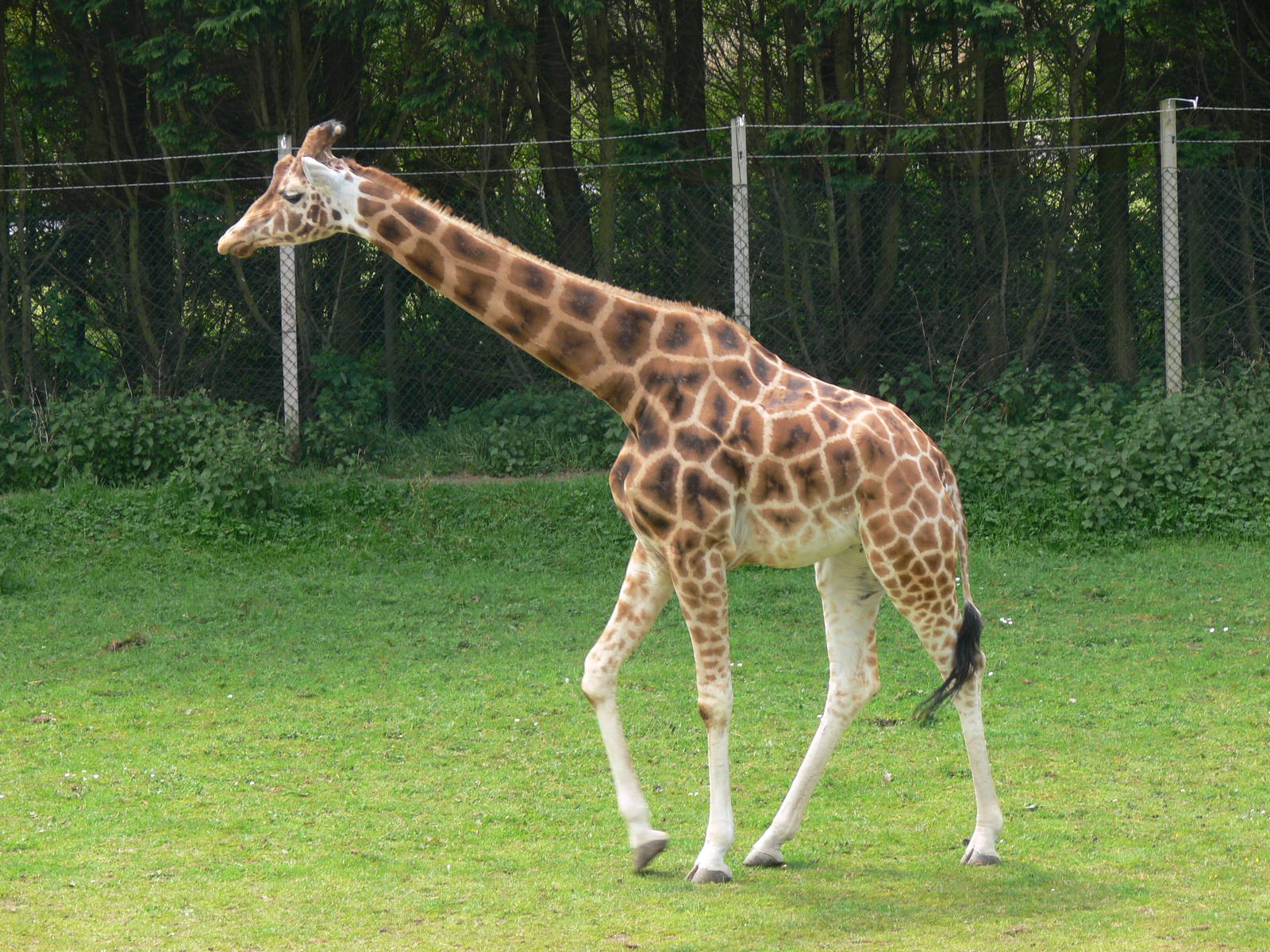 Giraffe at Blackpool Zoo, 26/05/13