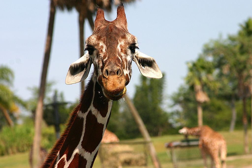 Giraffe at Busch Gardens Tampa Bay 28/10/05