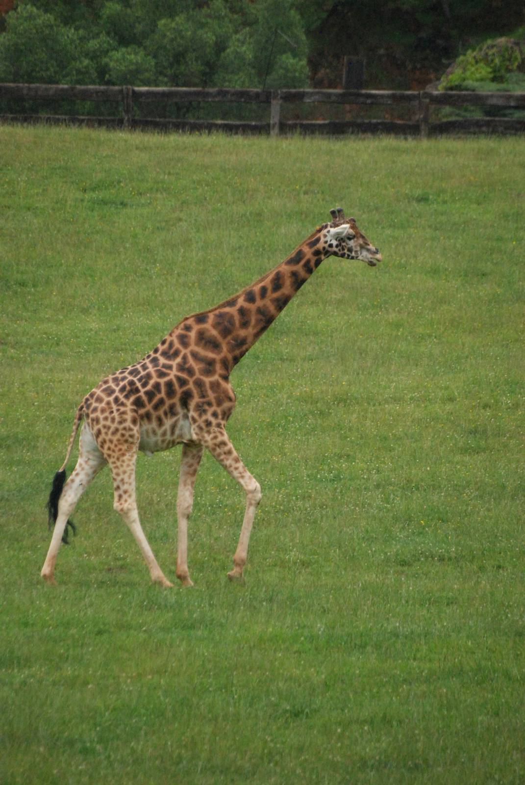 Giraffe at Cabarceno, 11/06/15