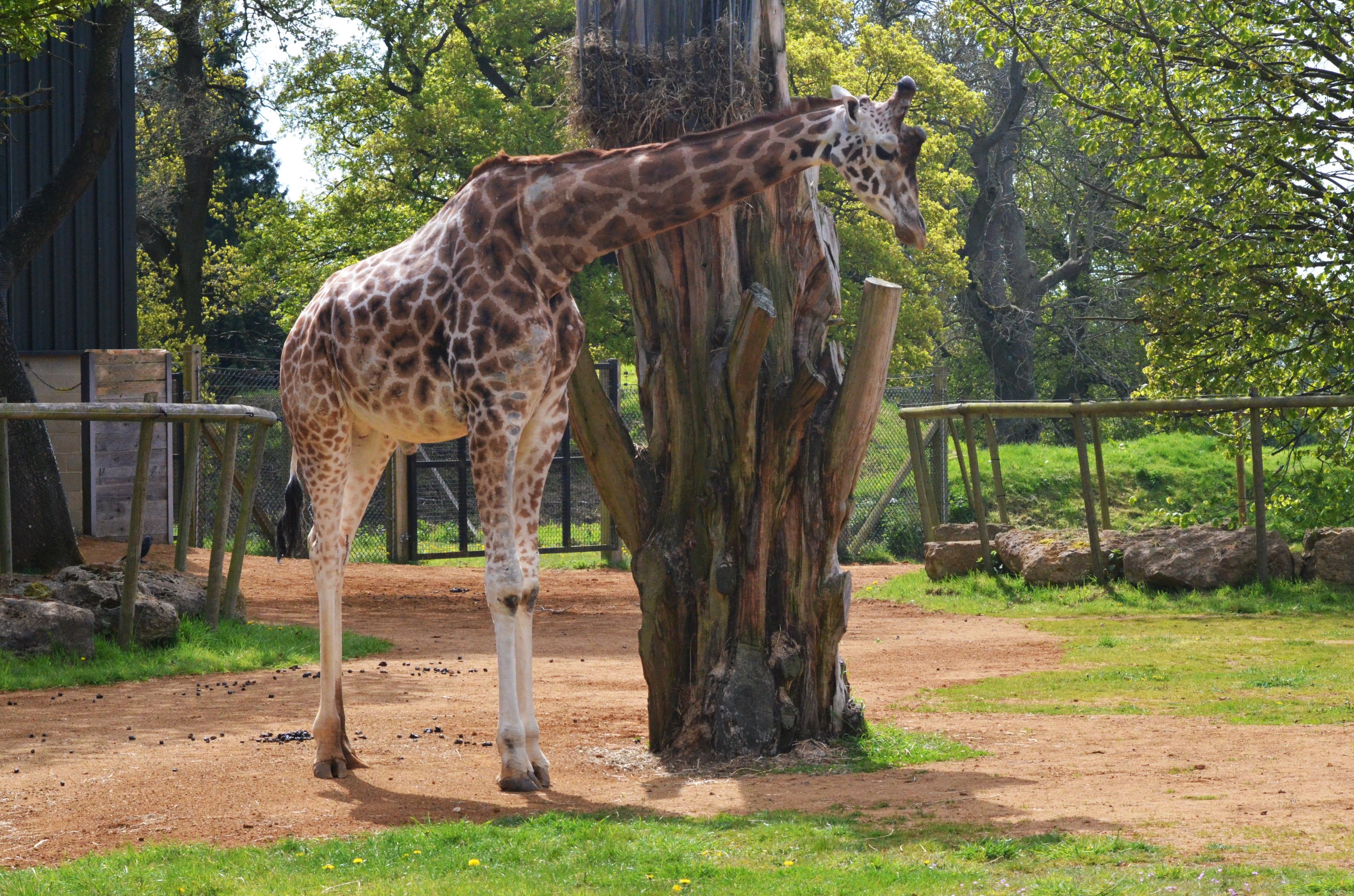 Giraffe at Cotswold WP, 22/04/17