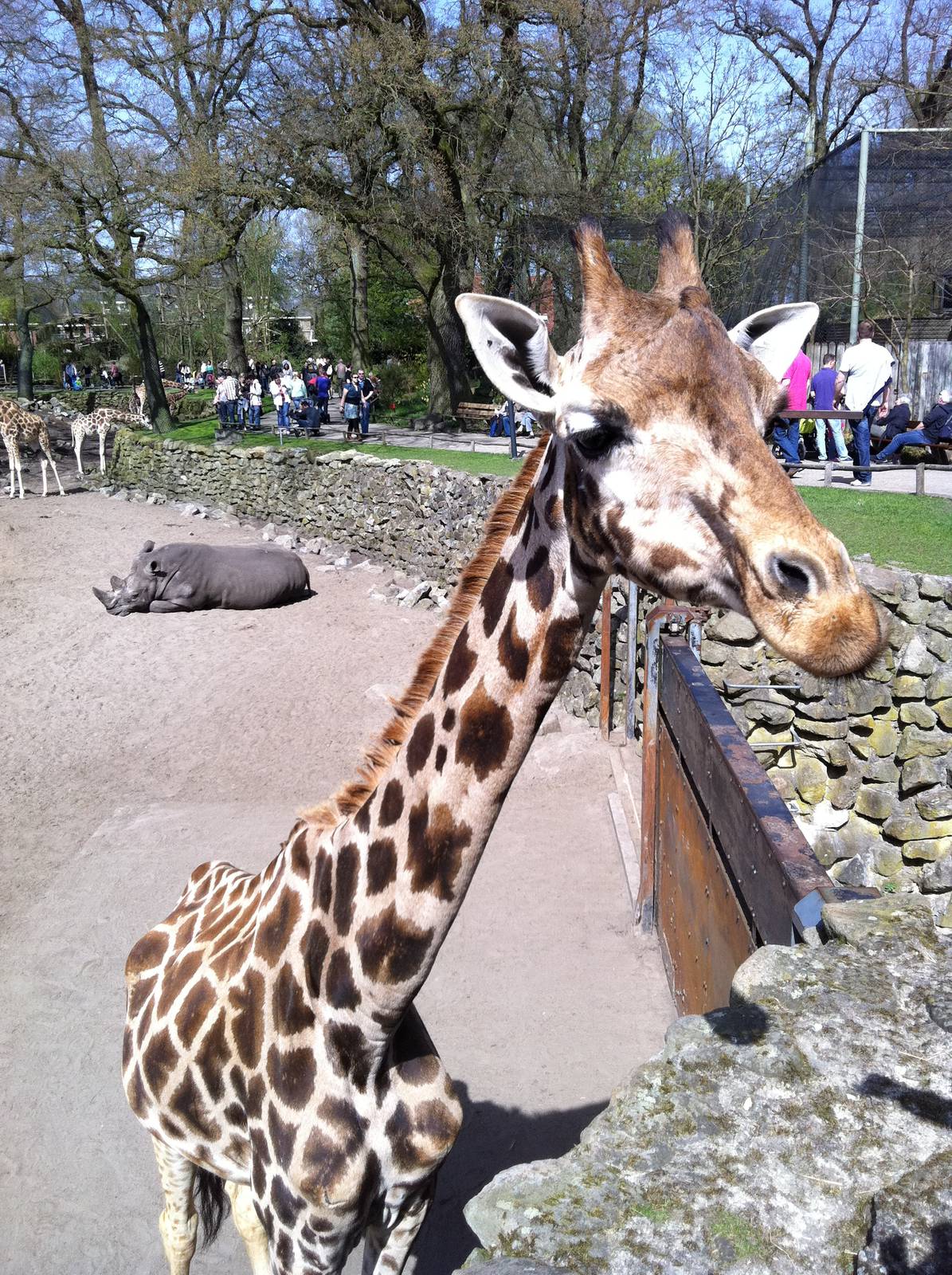 Giraffe at Emmen Zoo - April 2011