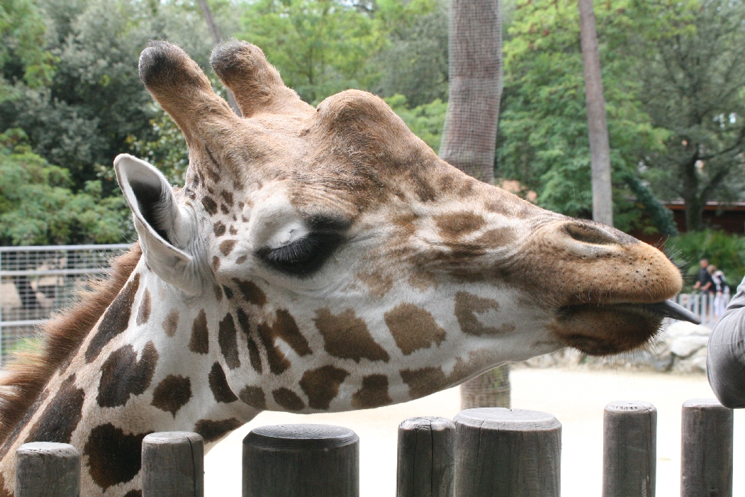 Giraffe at Feeding Platform
