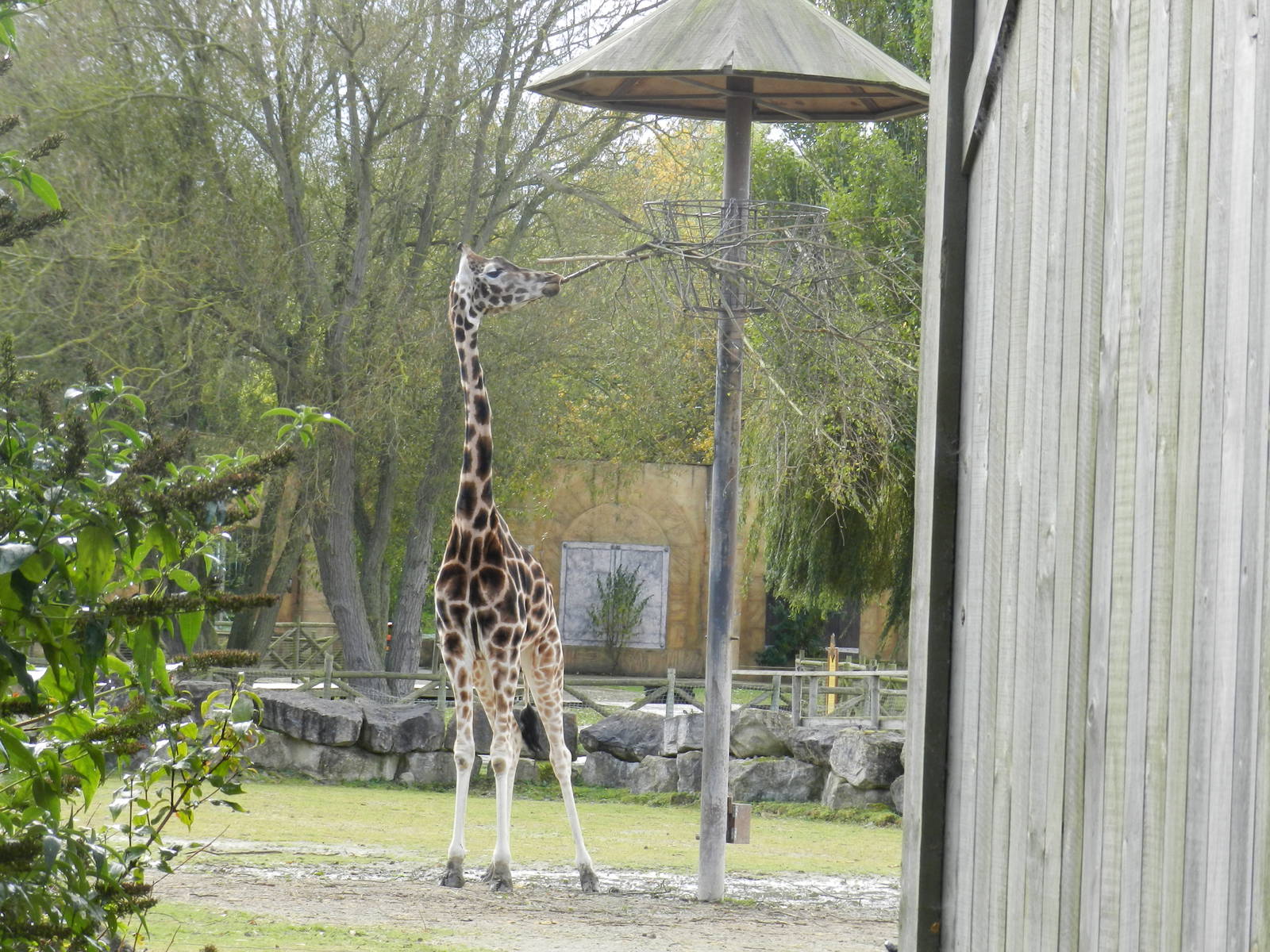 Giraffe at Flamingo Land - 14/10/2012