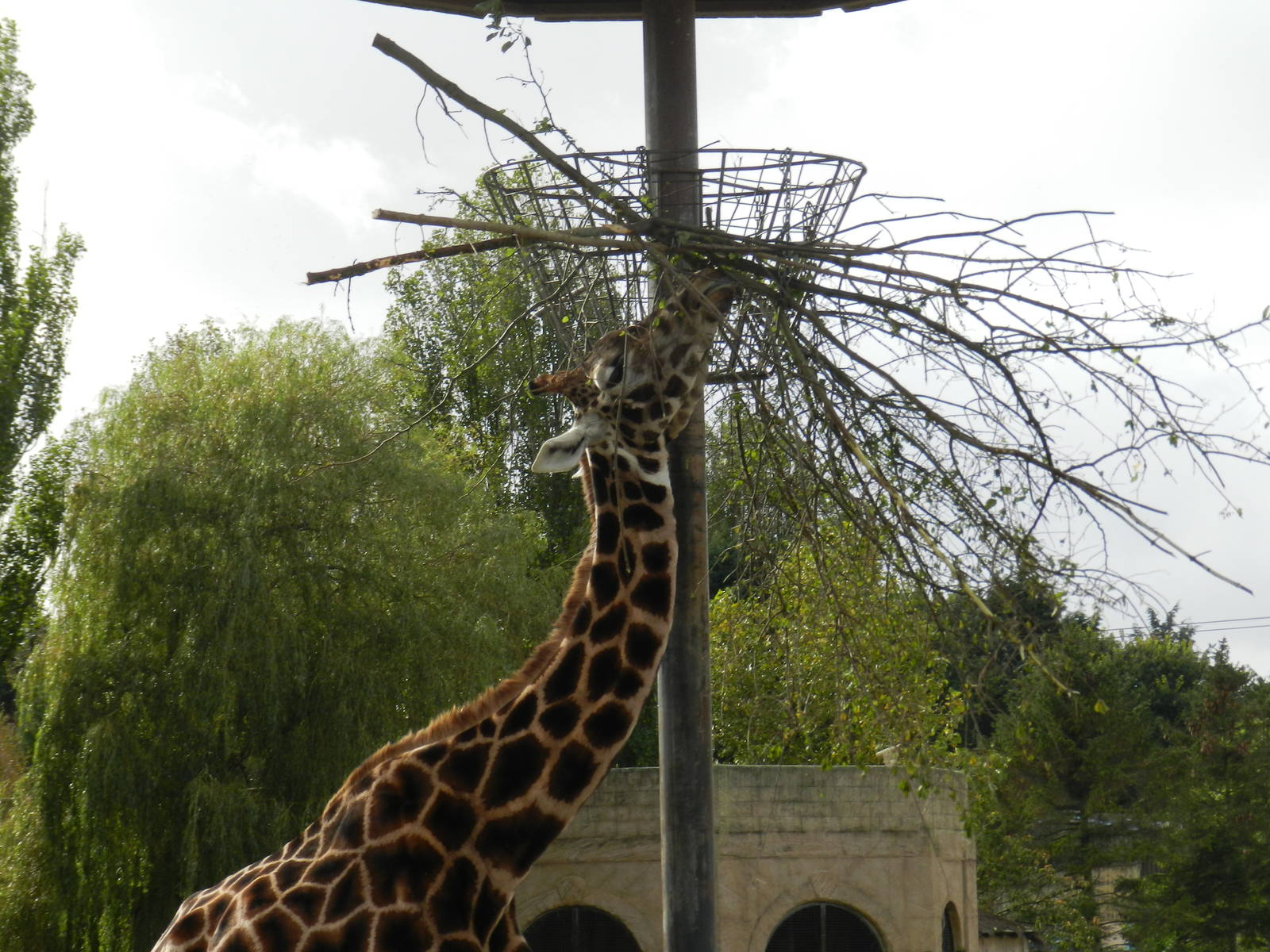 Giraffe at Flamingo Land - 14/10/2012
