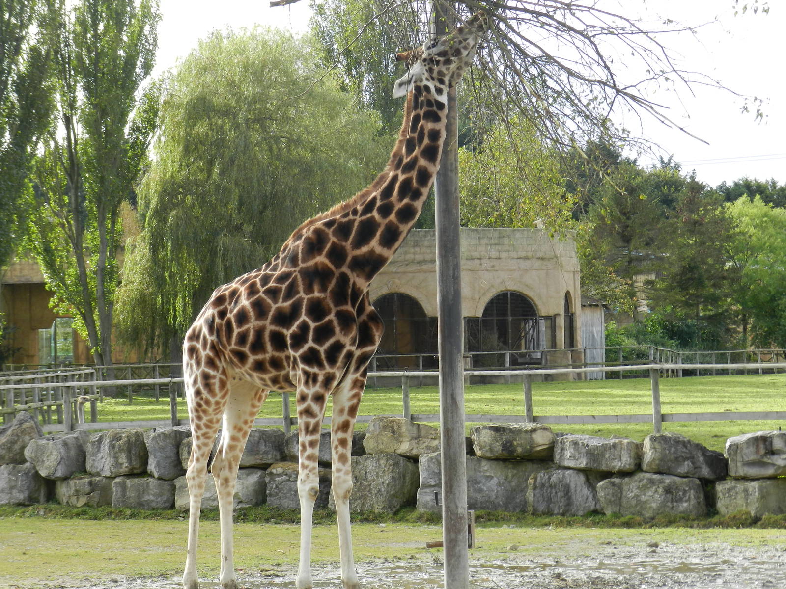 Giraffe at Flamingo Land - 14/10/2012