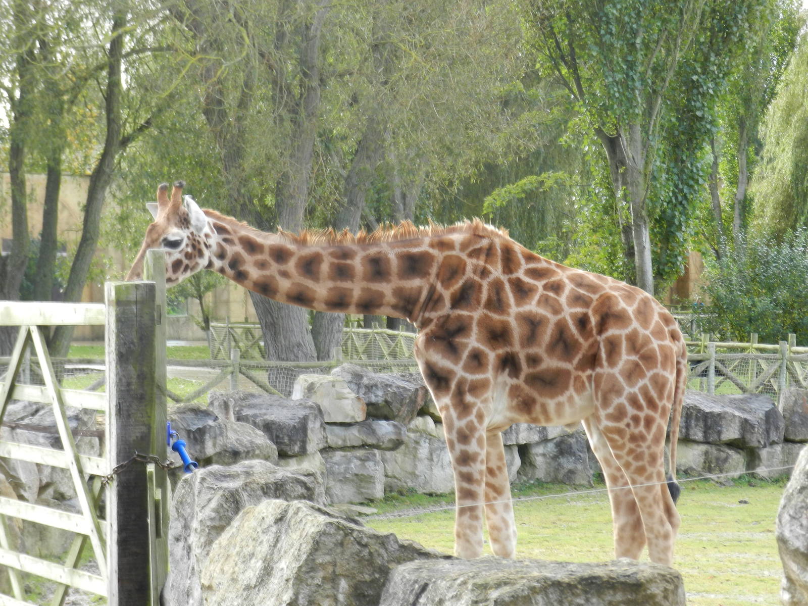 Giraffe at Flamingo Land - 14/10/2012