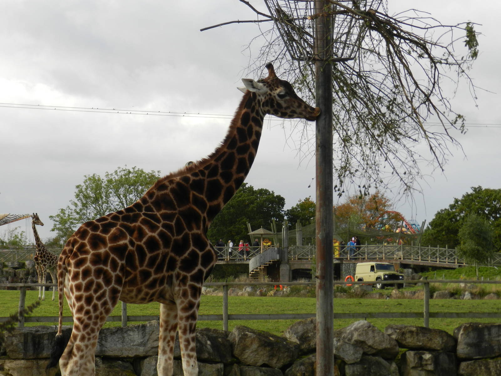Giraffe at Flamingo Land - 14/10/2012