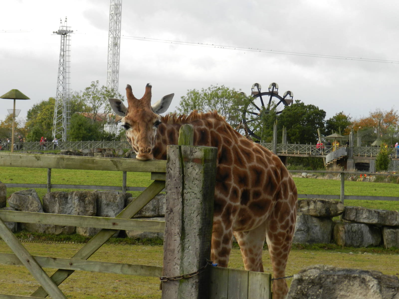 Giraffe at Flamingo Land - 14/10/2012