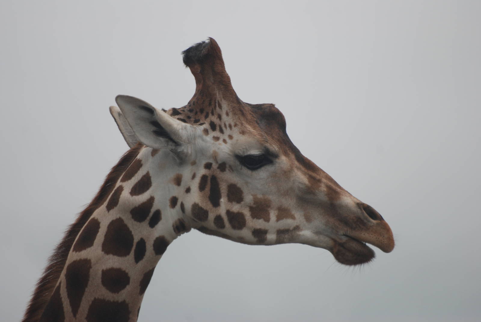 Giraffe at Folly Farm, 01/08/11
