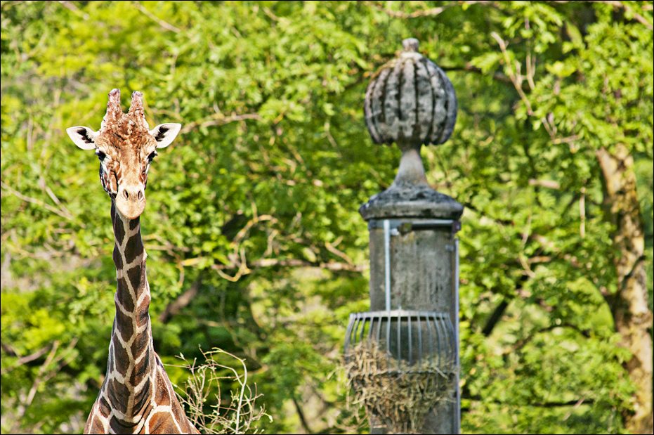 Giraffe at Hellabrunn, München