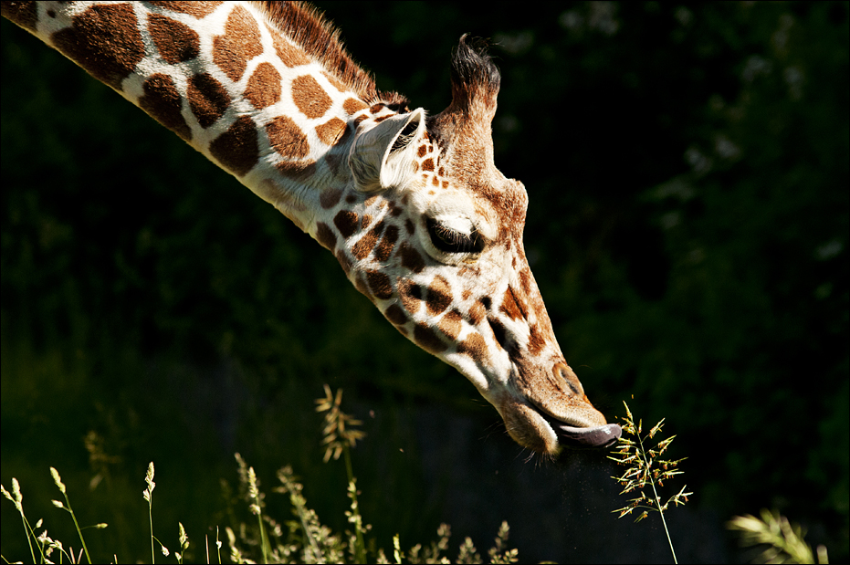 Giraffe at Hellabrunn, München