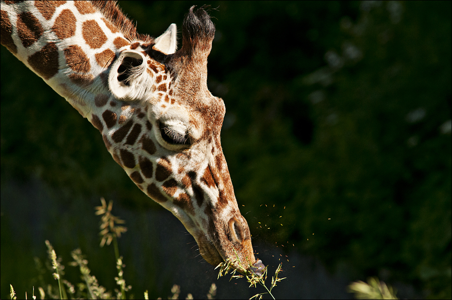 Giraffe at Hellabrunn, München
