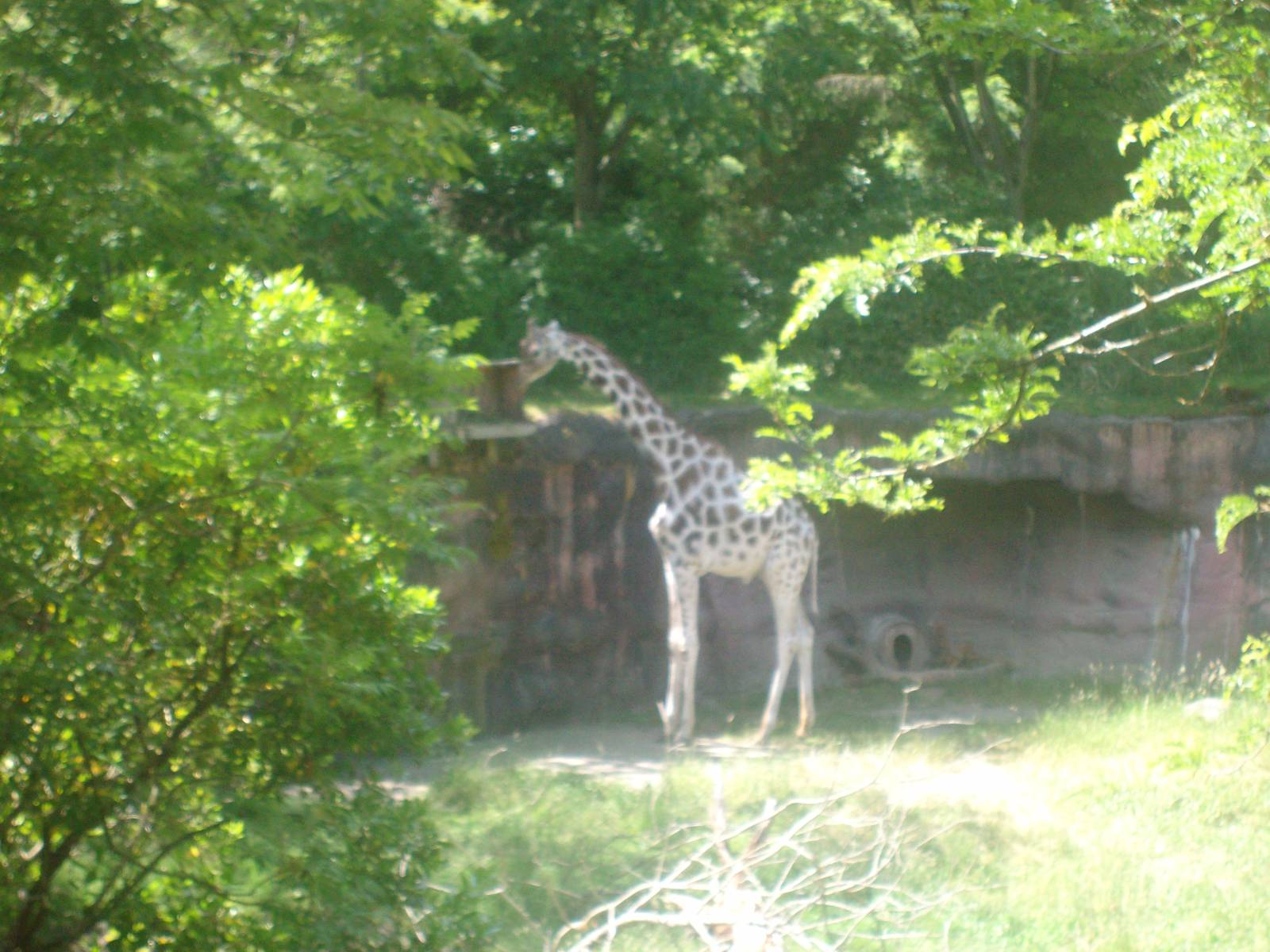 Giraffe at Oregon Zoo