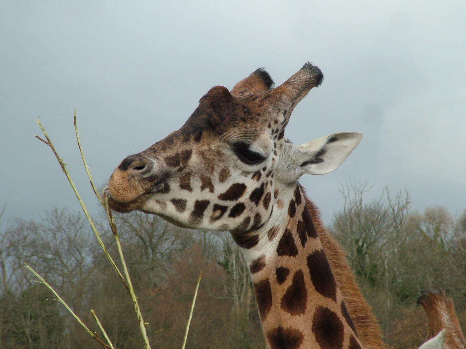 Giraffe at Port Lympne 27/11/09