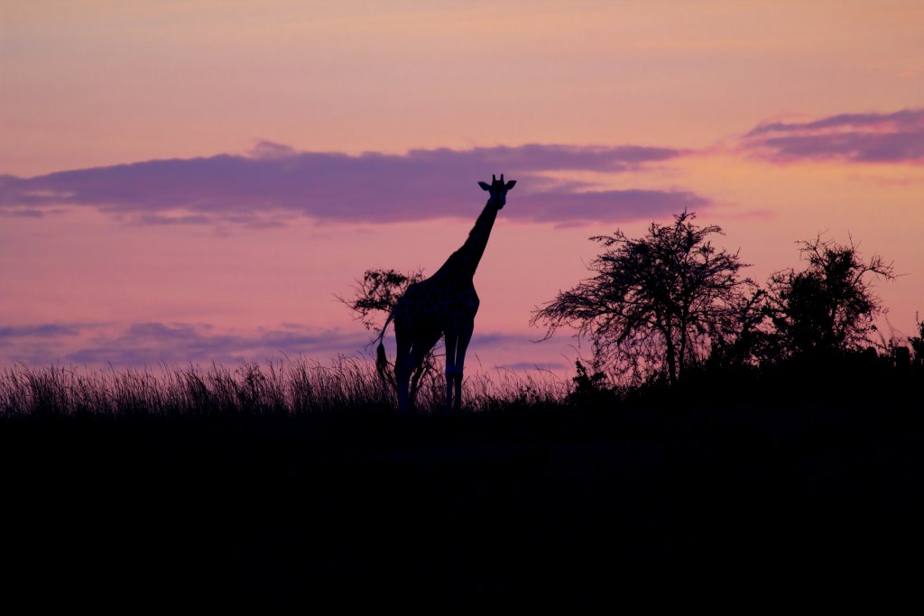 Giraffe at sunrise