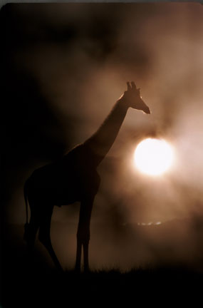 giraffe at sunset, The Living Desert