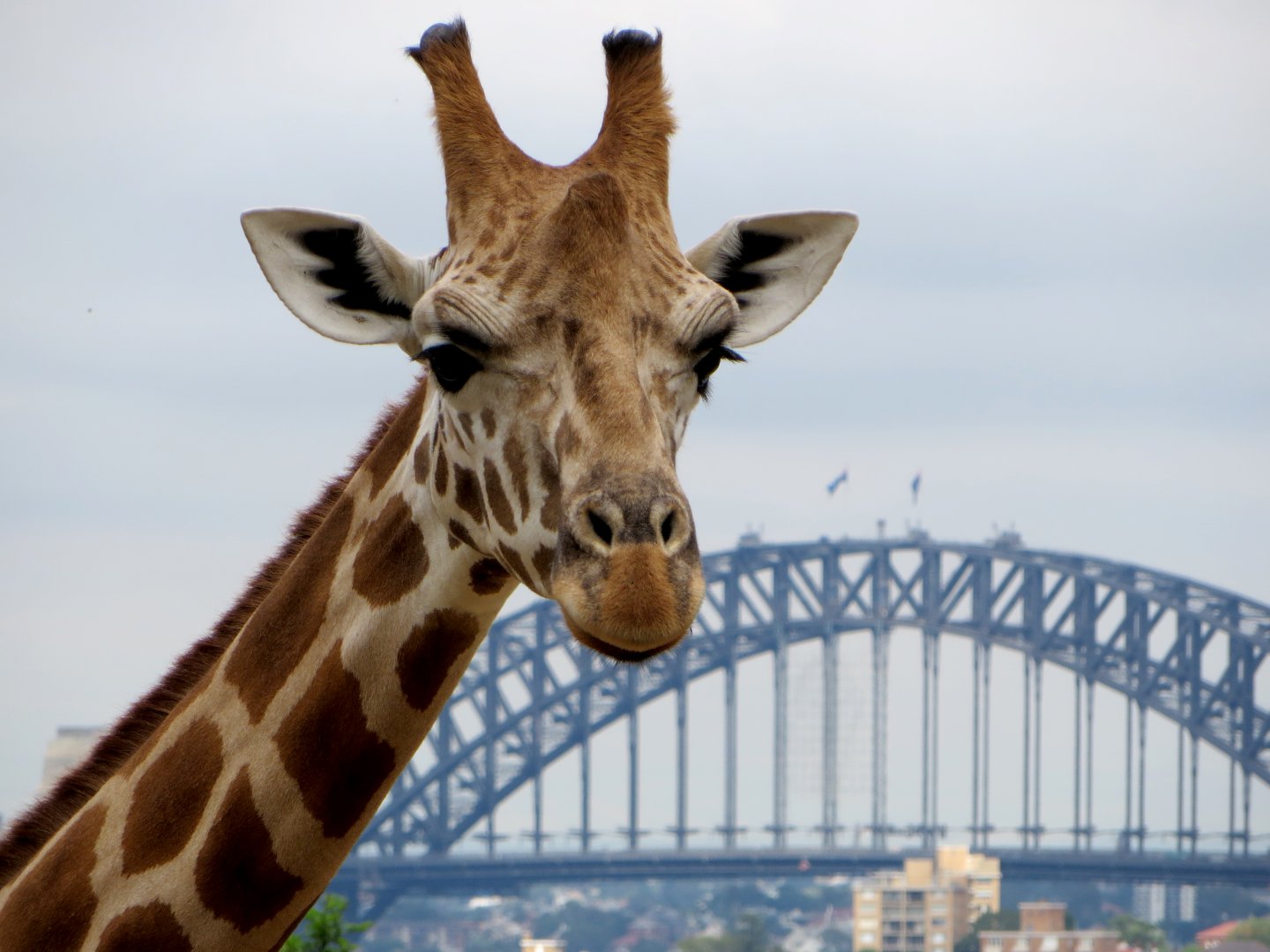 Giraffe at Taronga Zoo, Sydney, 2015