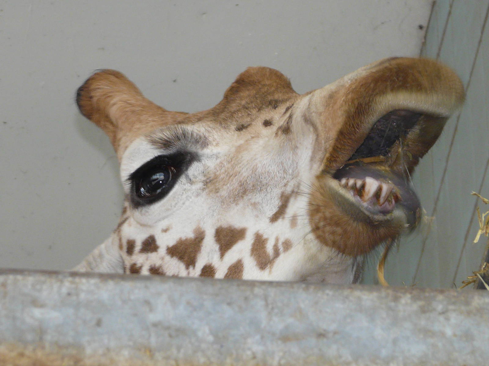 Giraffe At Twycross Zoo