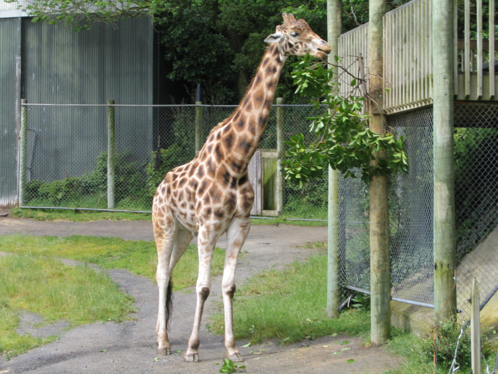 Giraffe at Wellington Zoo