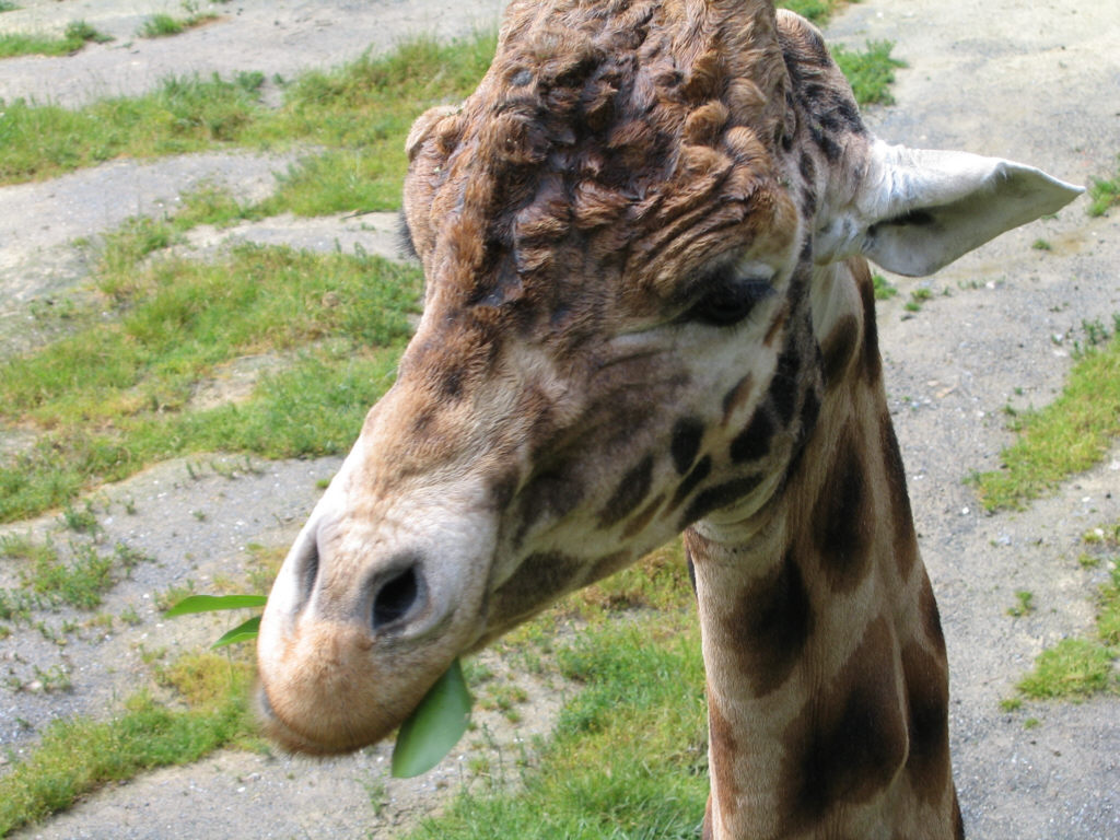 Giraffe at Wellington Zoo