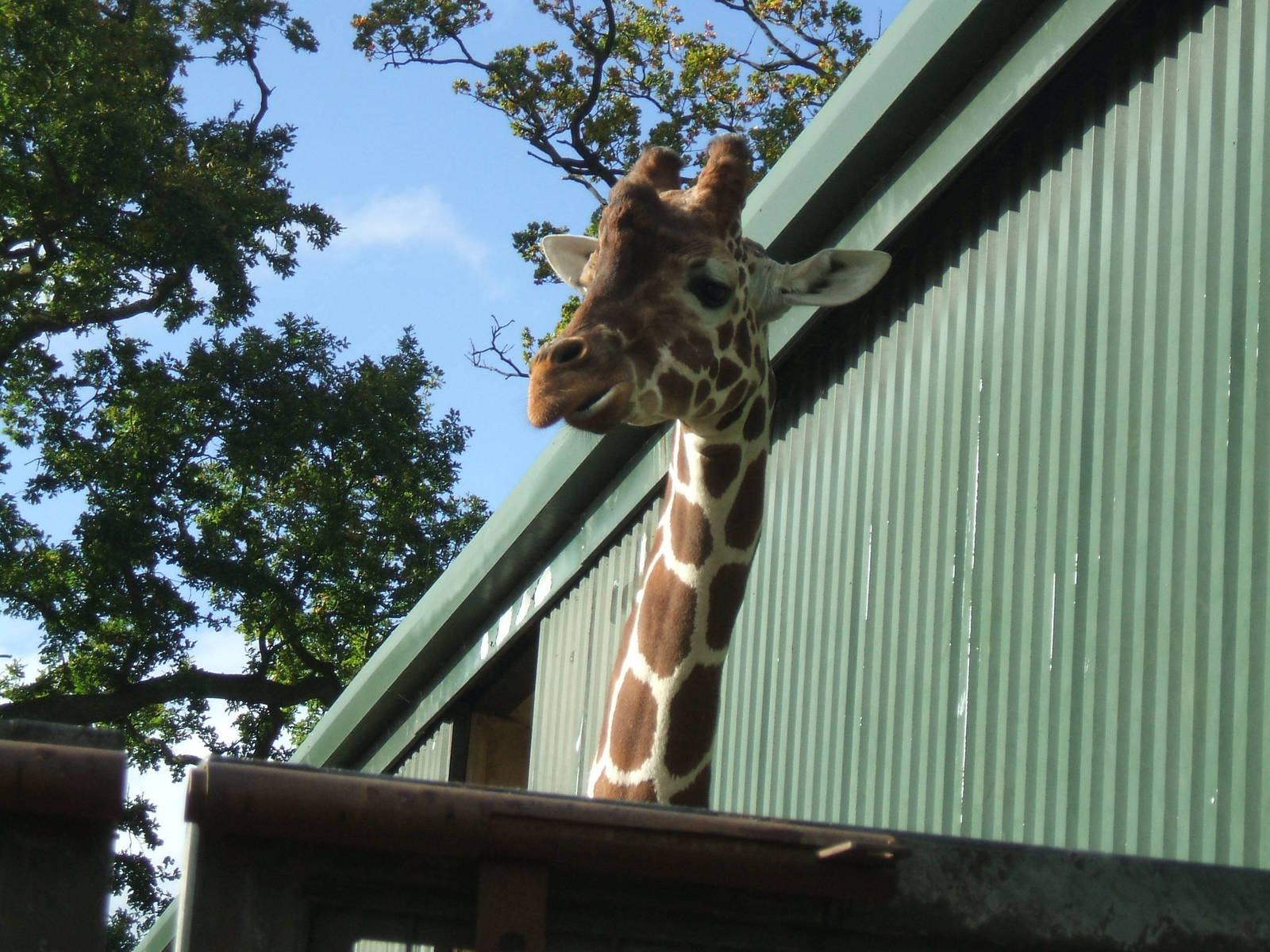 Giraffe at Whipsnade
