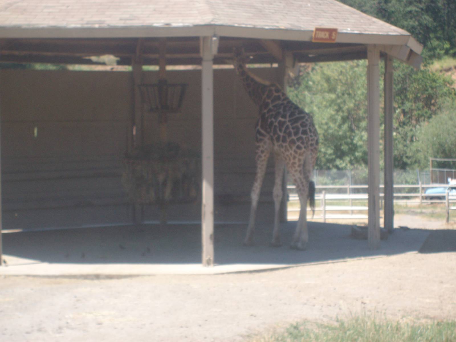 Giraffe at Wildlife Safari