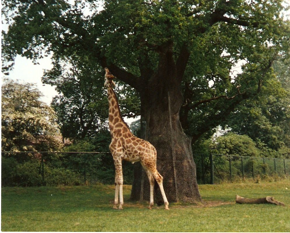 Giraffe at Windsor Safari Park, 20 May 1989