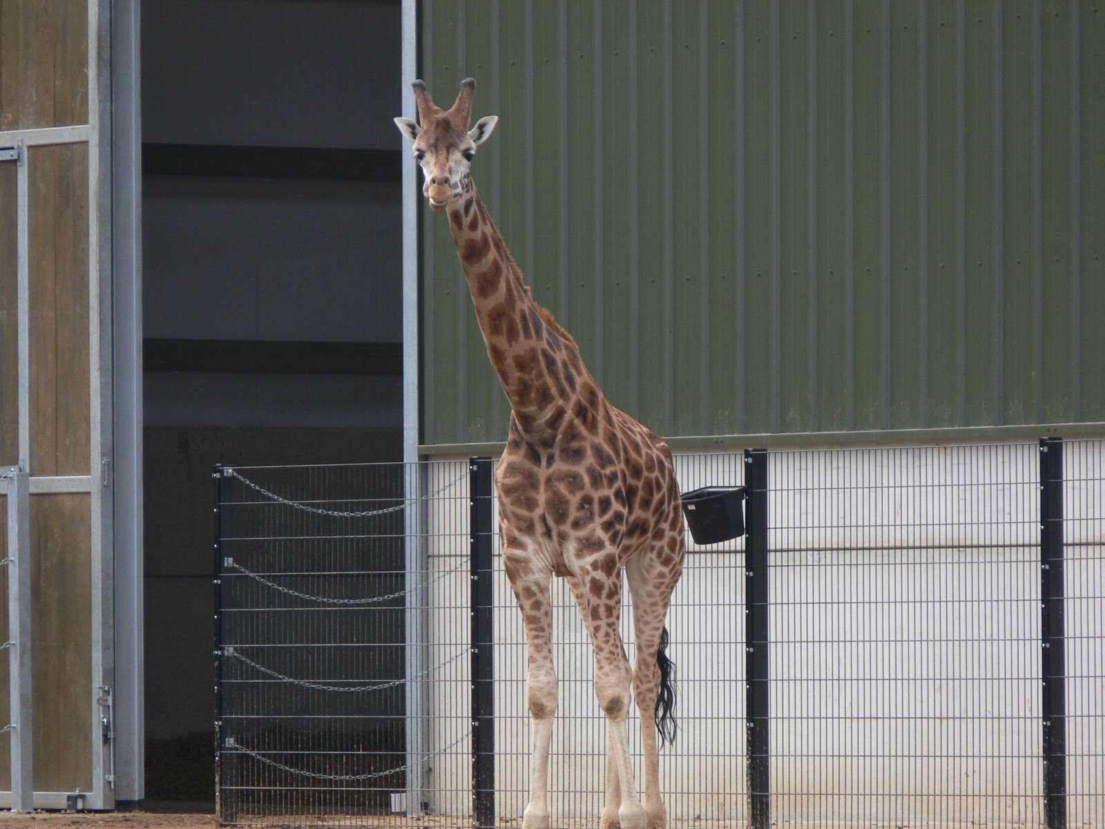 Giraffe at Yorkshire WP 01/11/12