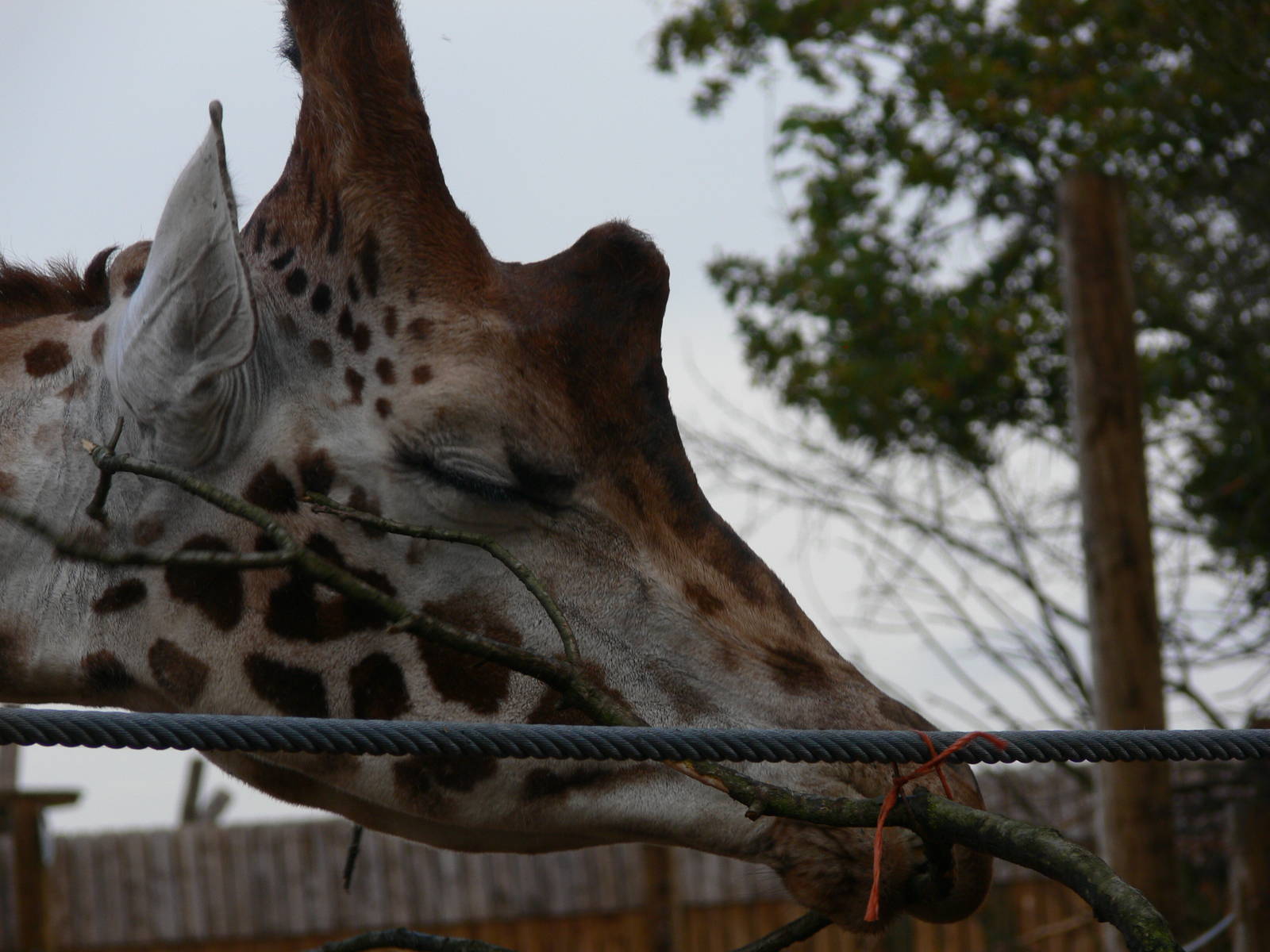 Giraffe at Yorkshire WP 01/11/12