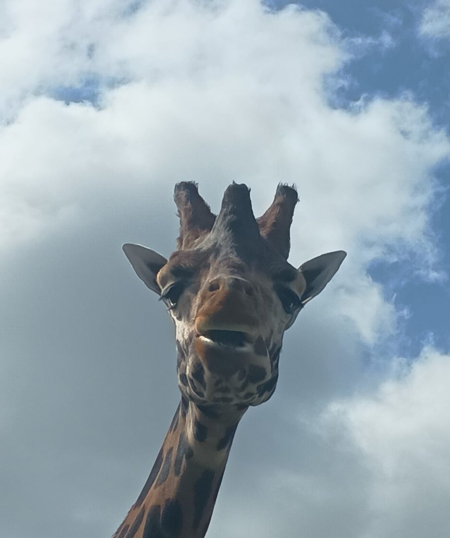 Giraffe at YWP