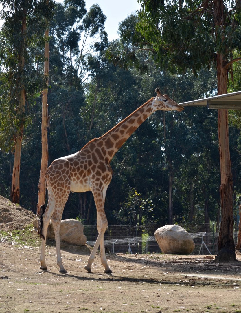 Giraffe at Zoo Santo Inácio