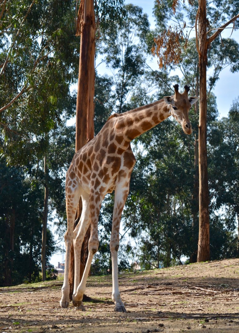 Giraffe at Zoo Santo Inácio