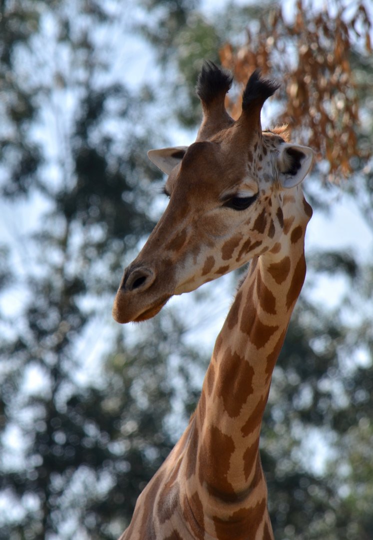 Giraffe at Zoo Santo Inácio