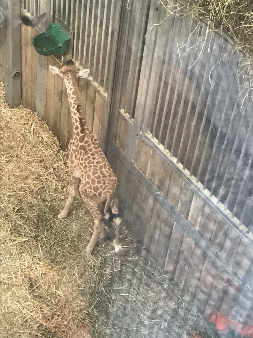 Giraffe baby (2019)