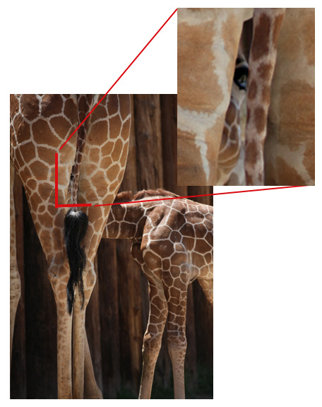 giraffe baby nursing