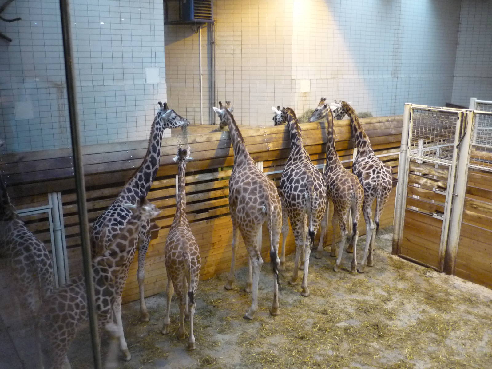 Giraffe Barn 1