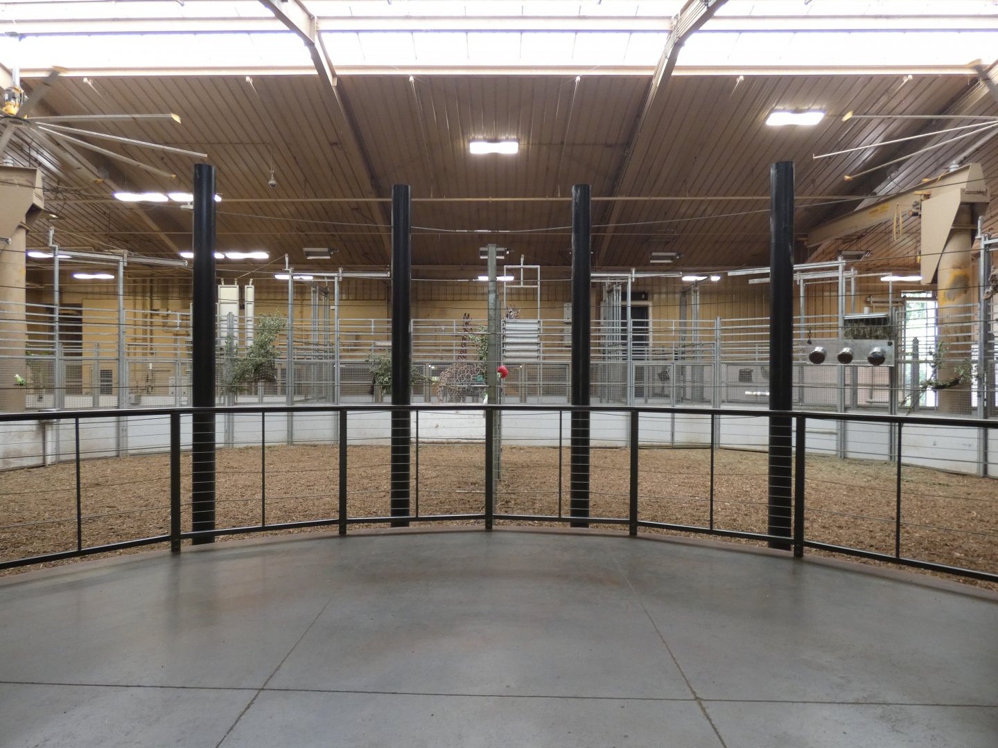 Giraffe Barn, African Grasslands - Jun. 2021