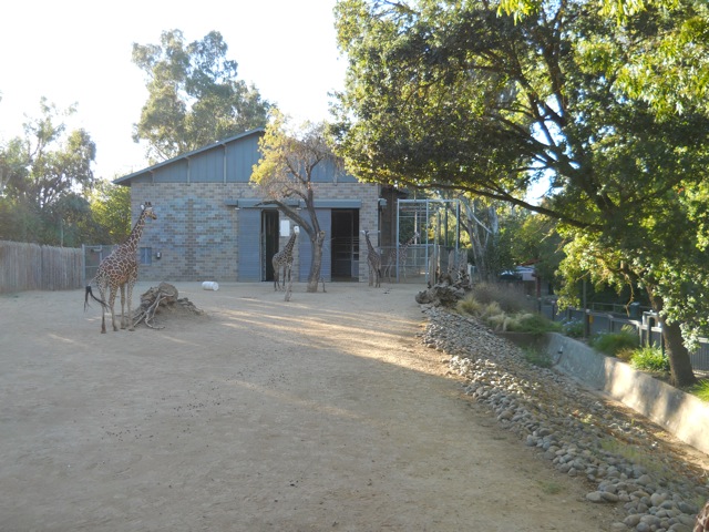 Giraffe barn and yard