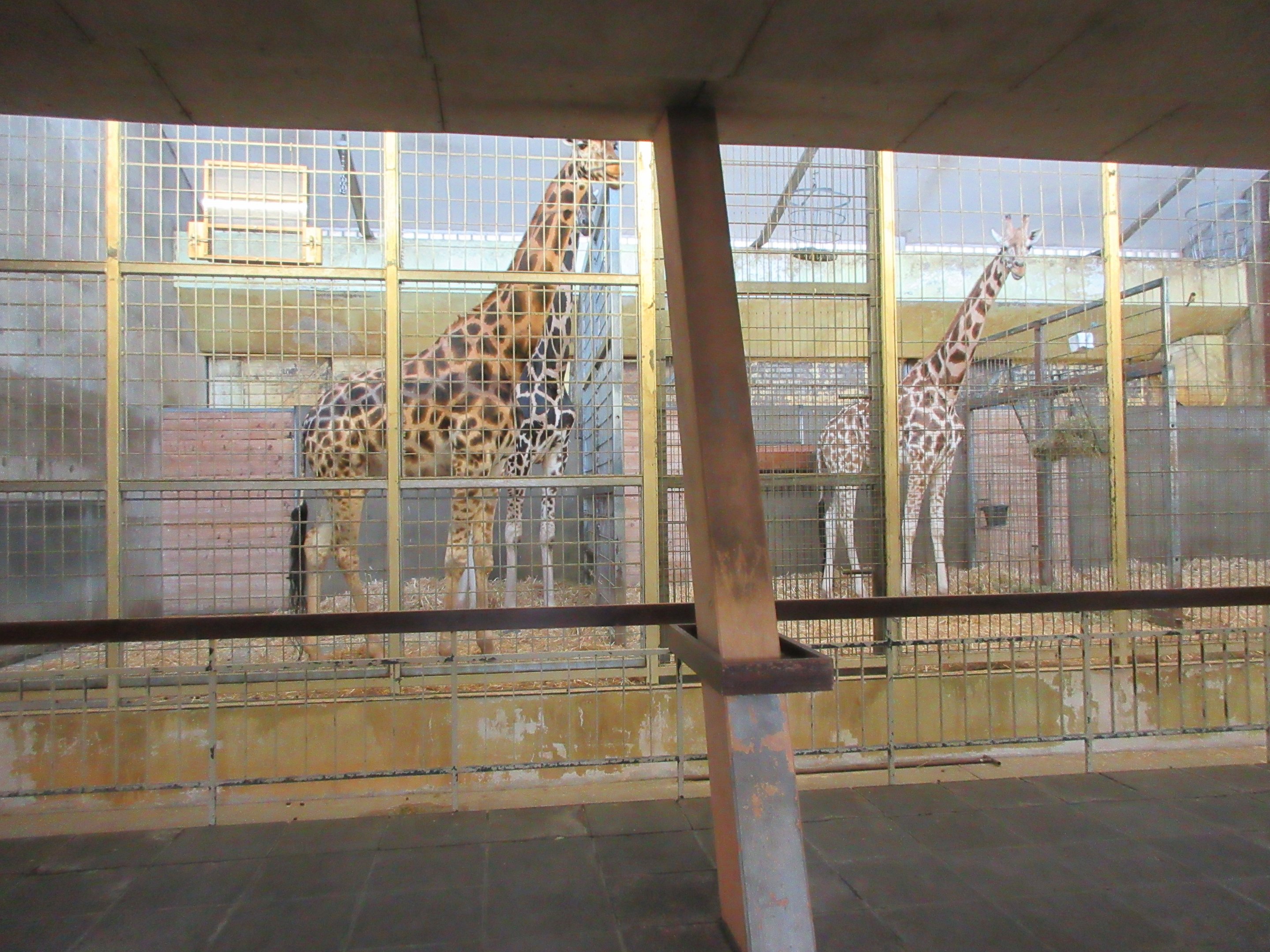 Giraffe Barn - it will probably be demolished soon