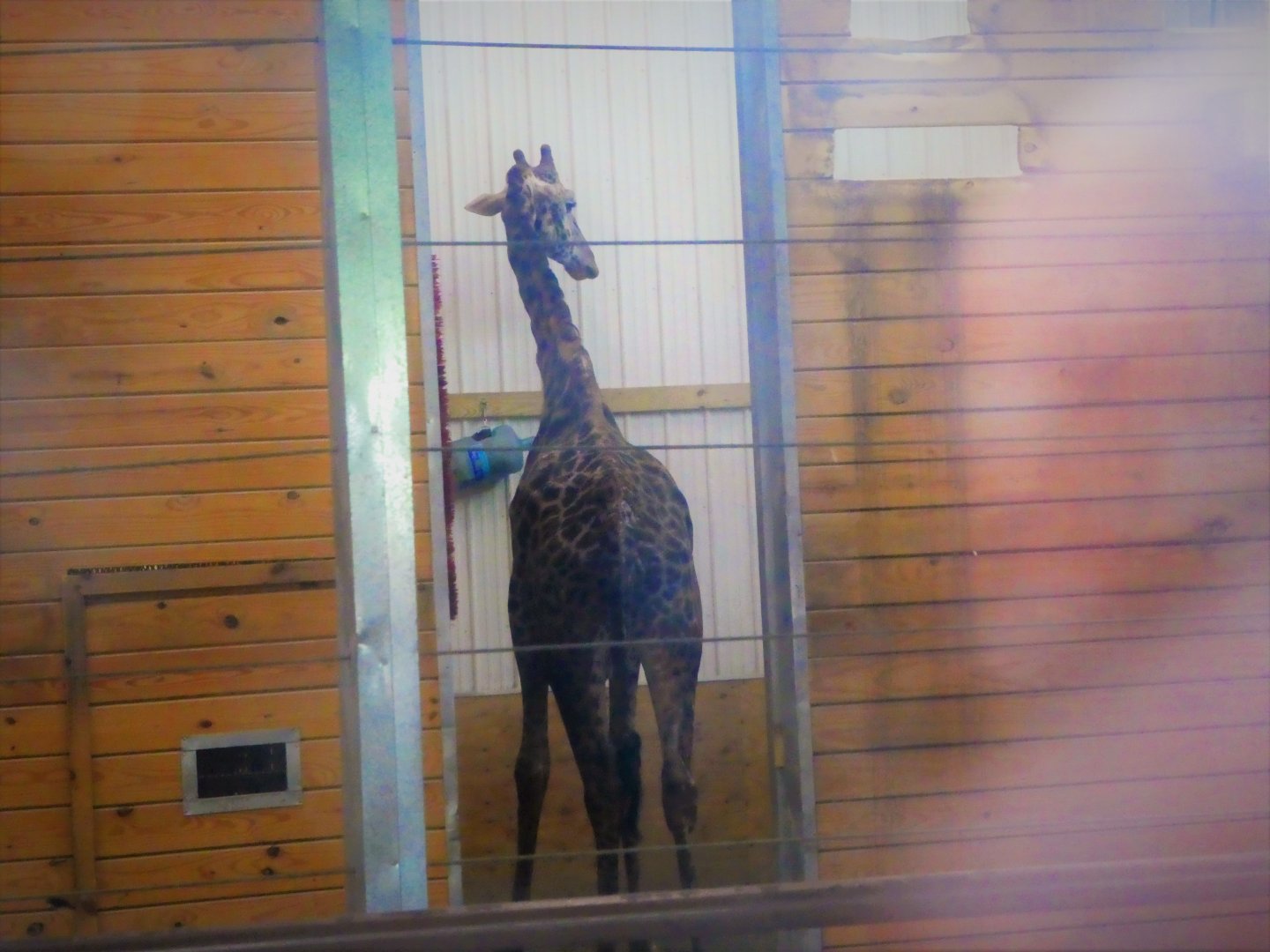 Giraffe Barn - Masai Giraffe