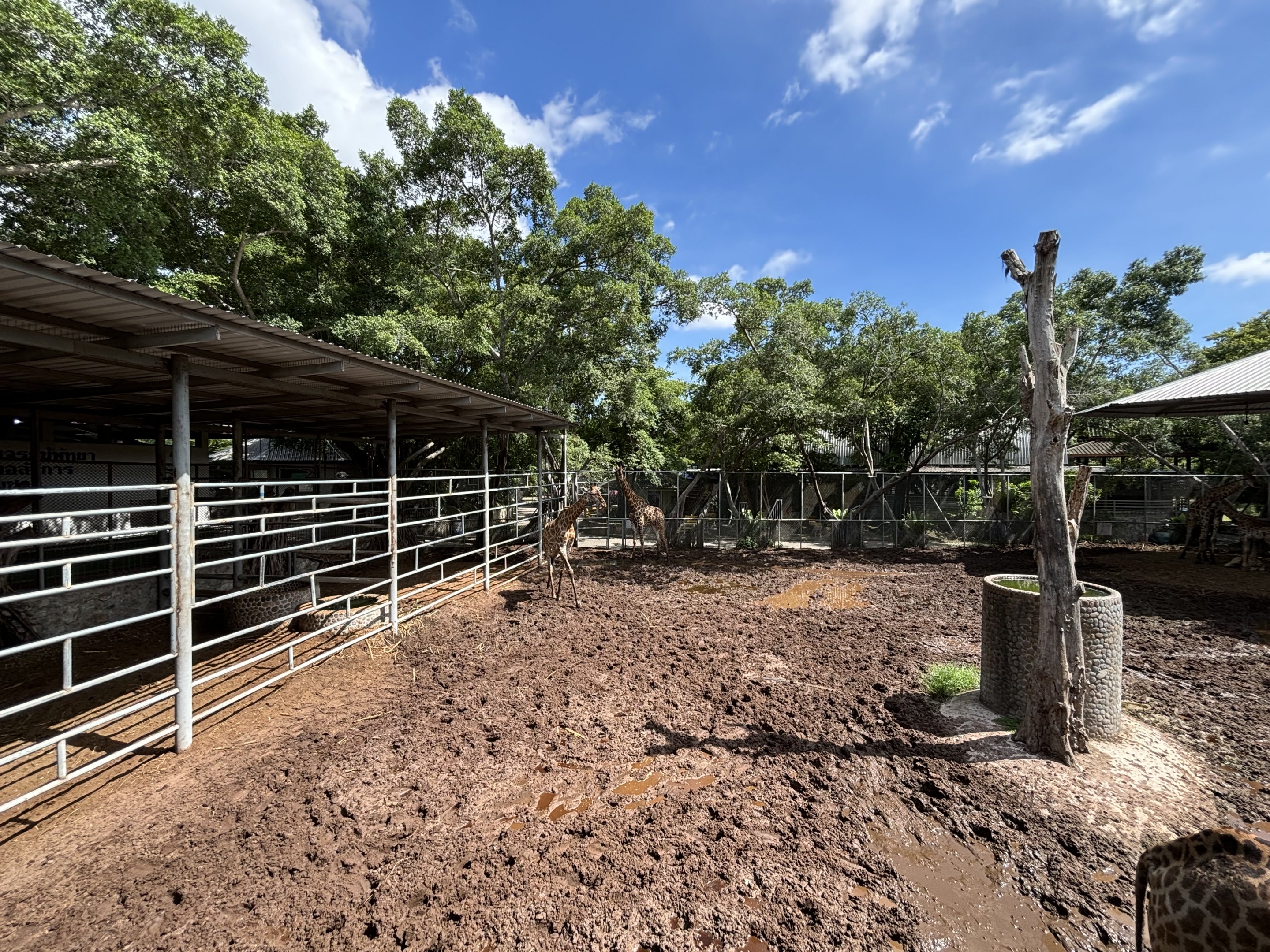 Giraffe Barn + Paddock