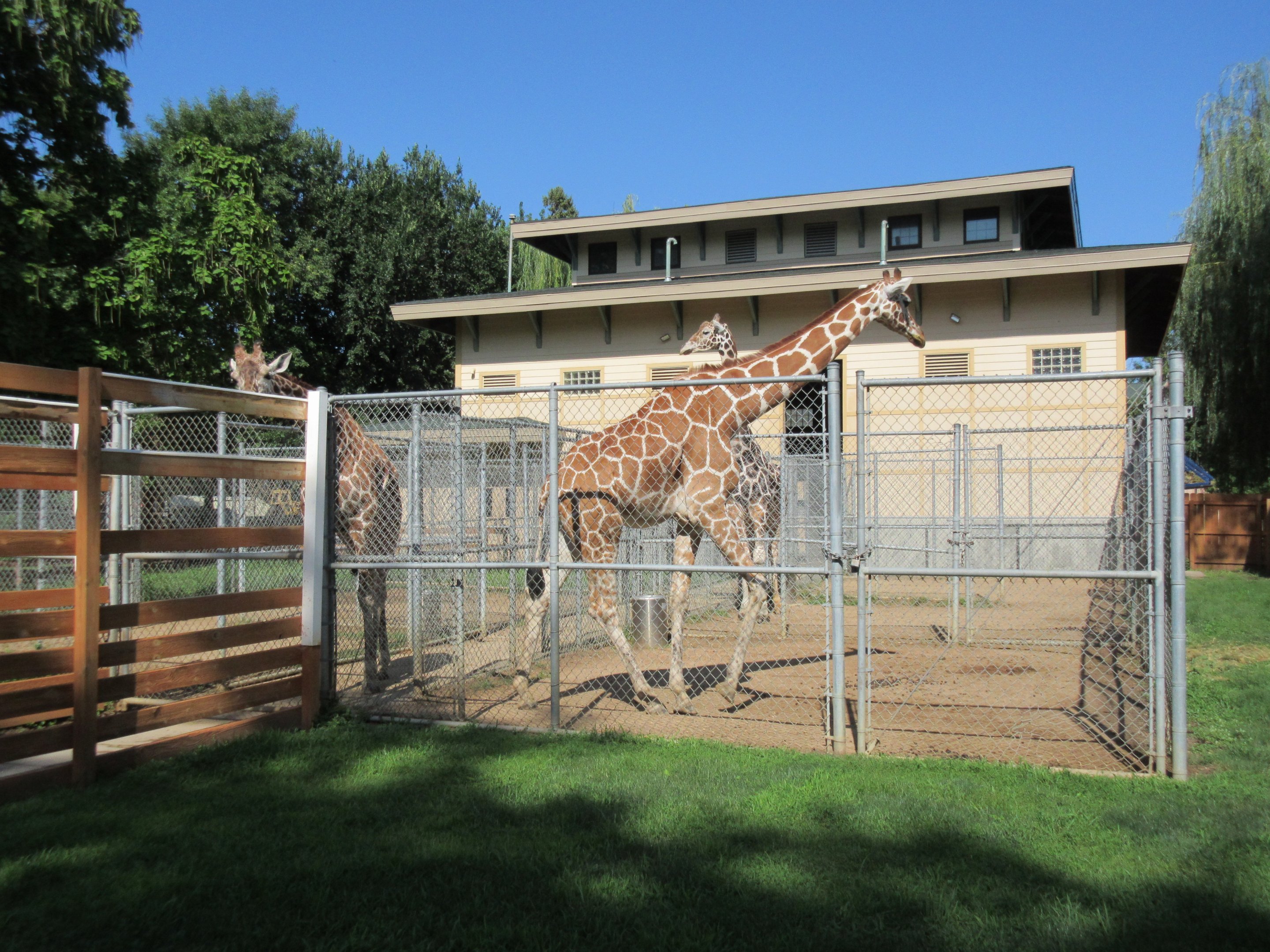 Giraffe Barn + Small Side Yard